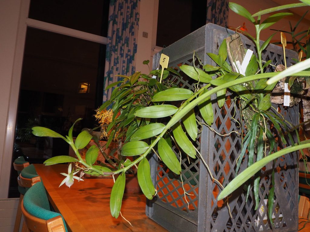 Angraecum eichlerianum var. eichlerianum