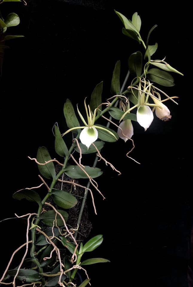 Angraecum infundibulare