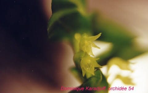 Angraecum madagascariense