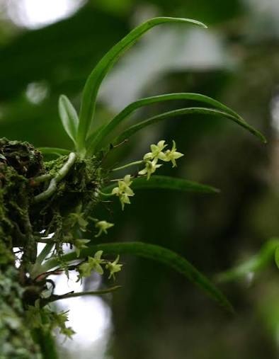 Angraecum sacculatum