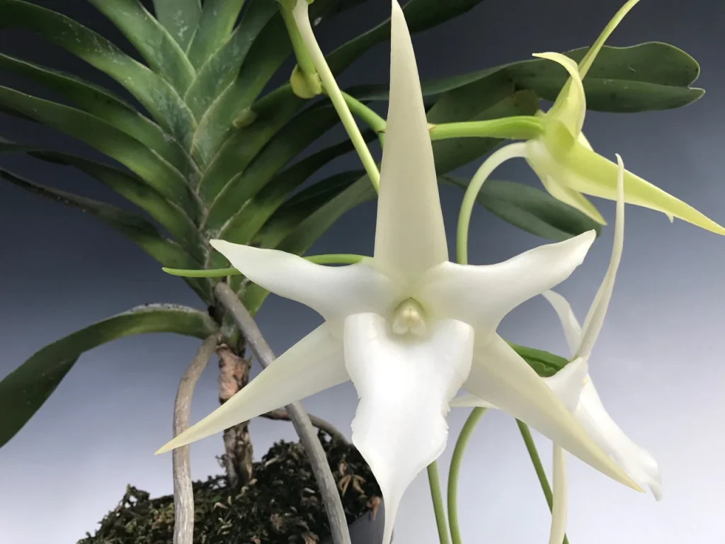 Angraecum sesquipedale var. sesquipedale