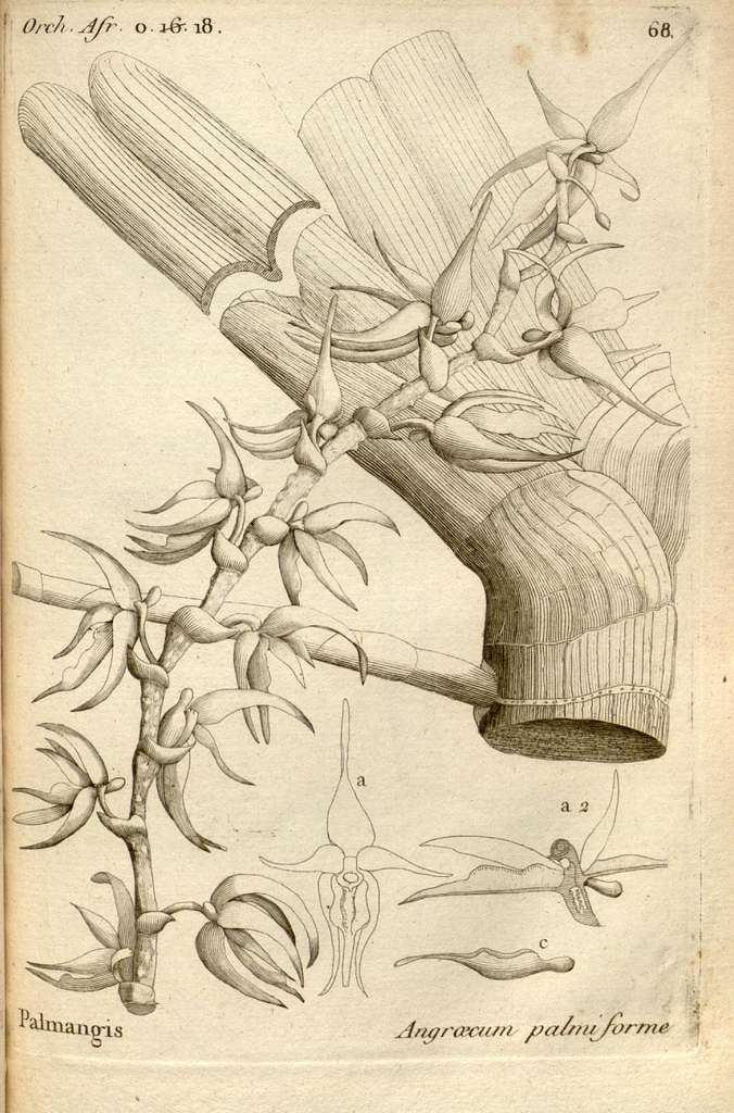 Angraecum palmiforme