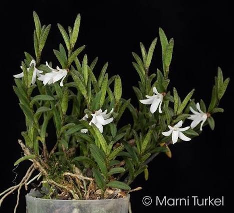 Angraecum humblotianum