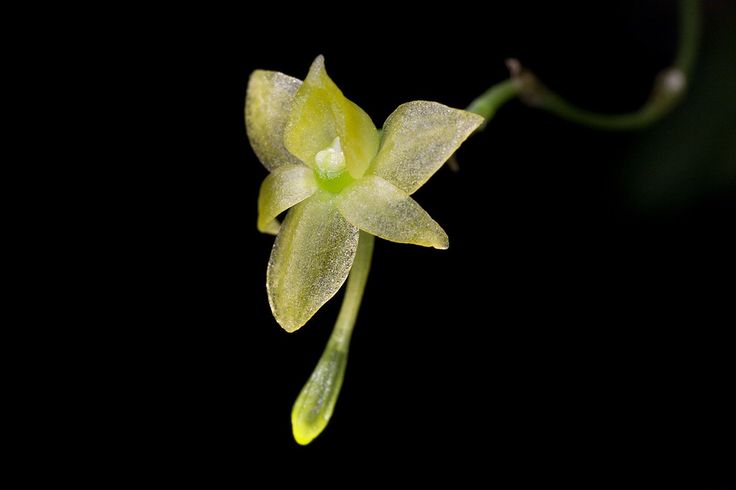 Angraecum ochraceum