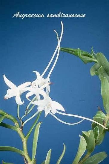 Angraecum sambiranoense