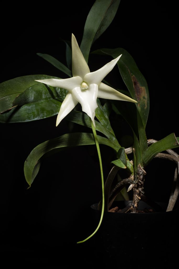White Angraecum sesquipedale flower and its long, curved nectar spur against a dark background