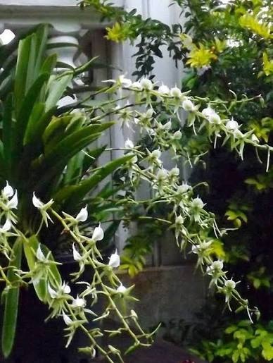 Angraecum eburneum