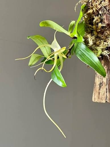 Angraecum palmicolum