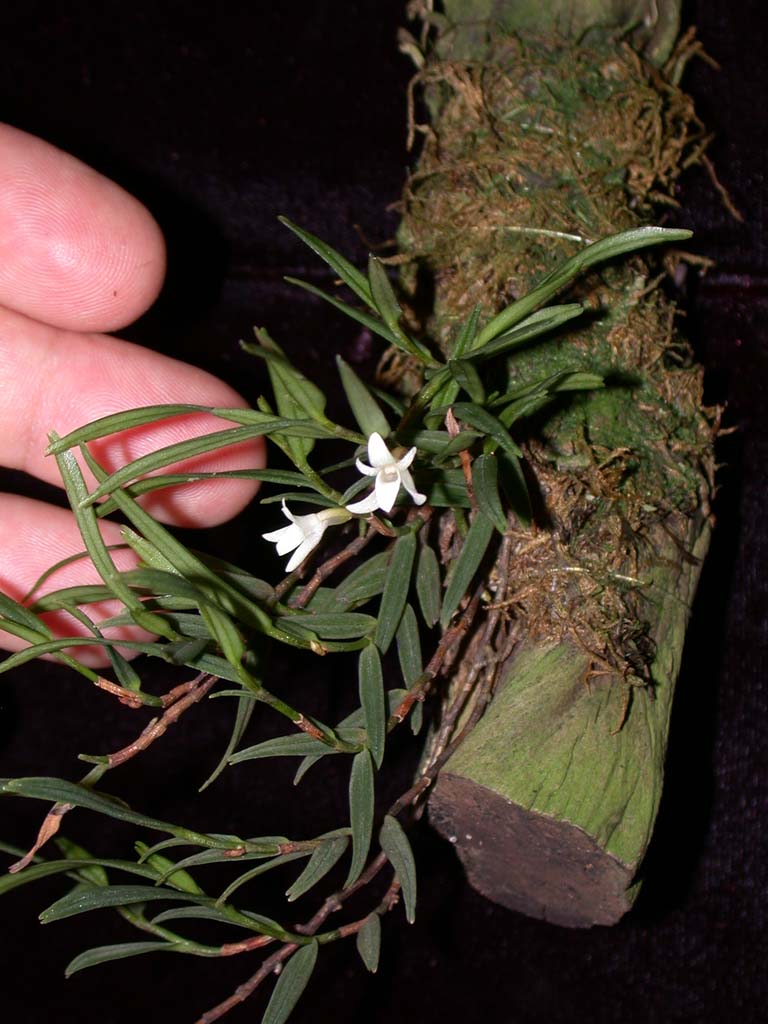 Angraecum panicifolium