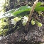 Angraecum perparvulum