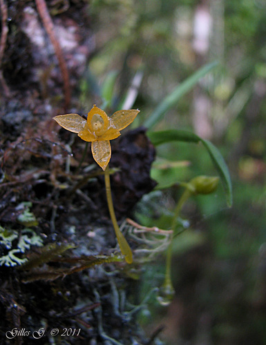 Angraecum setipes