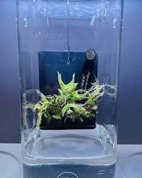 Angraecum decaryanum