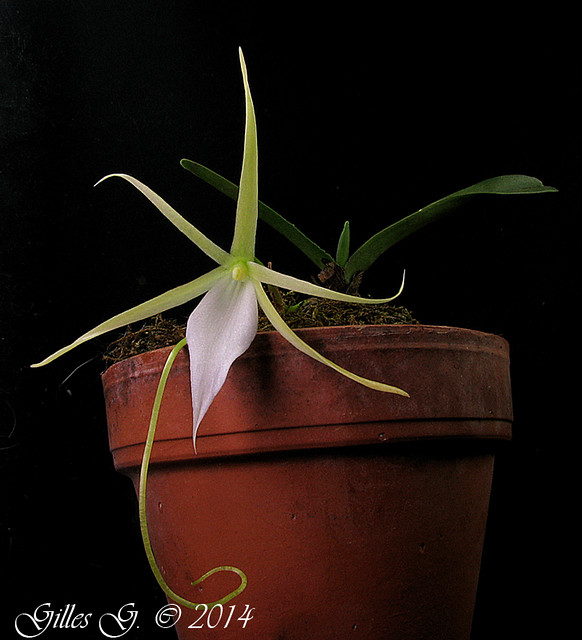 Angraecum humbertii