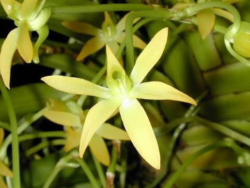 Angraecum huntleyoides