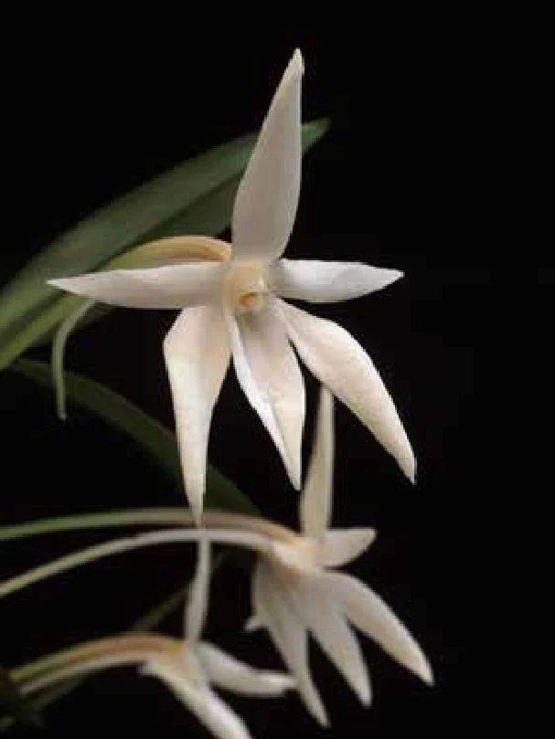 Angraecum mauritianum
