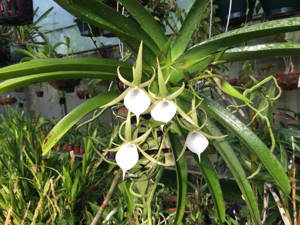 Angraecum praestans