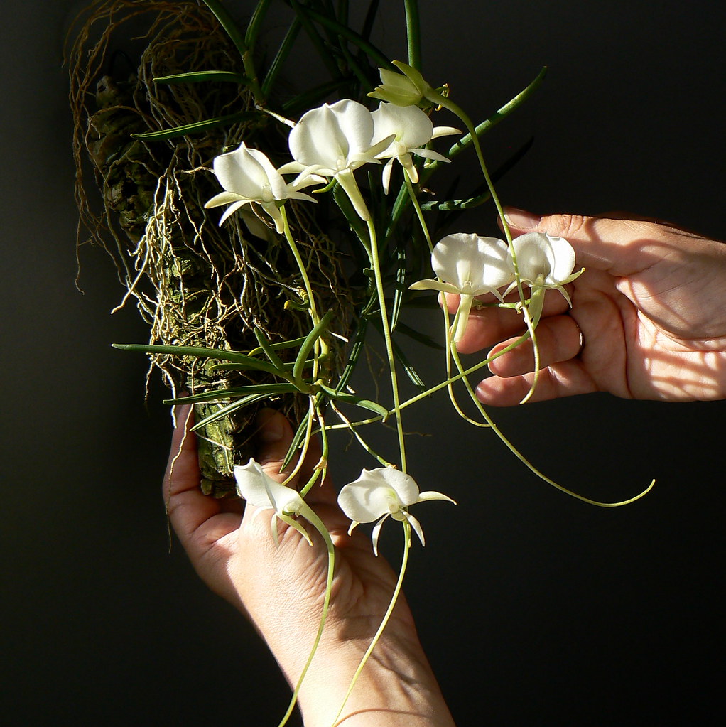 Angraecum scottianum