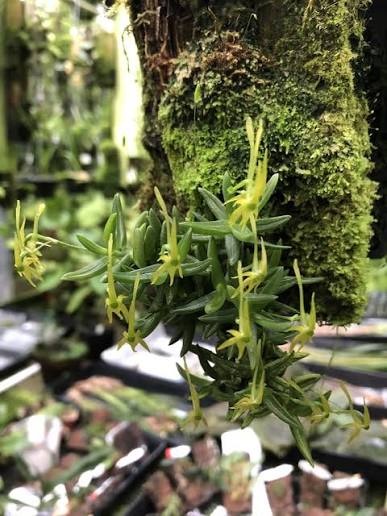 Angraecum sedifolium