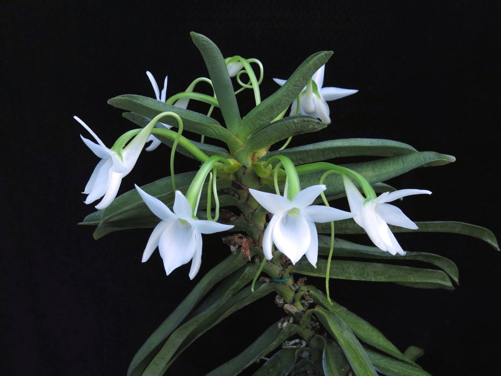 Angraecum compactum