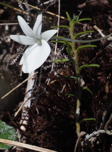 Angraecum danguyanum
