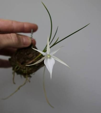Angraecum popowii