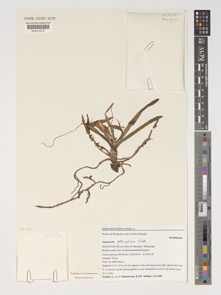 Angraecum potamophilum