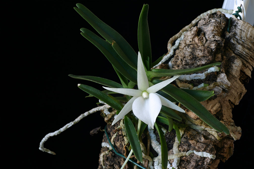 Angraecum rutenbergianum