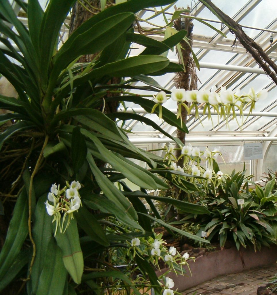 Angraecum eburneum